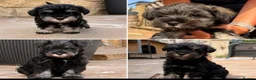 Miniature Schnauzer dogs for sale: Stunning KC Reg Mini Schnauzers  - Advert 3
