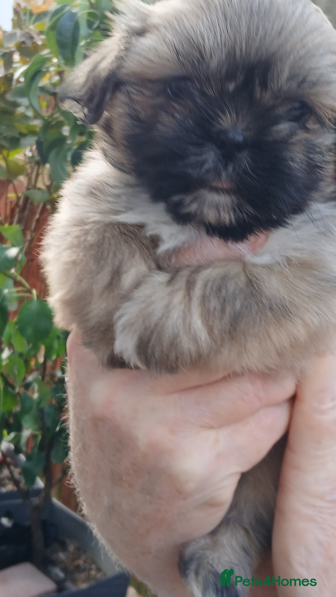 Shih Tzu dogs for sale: 2 x male ShihTzu pups not ready yet - Image 2