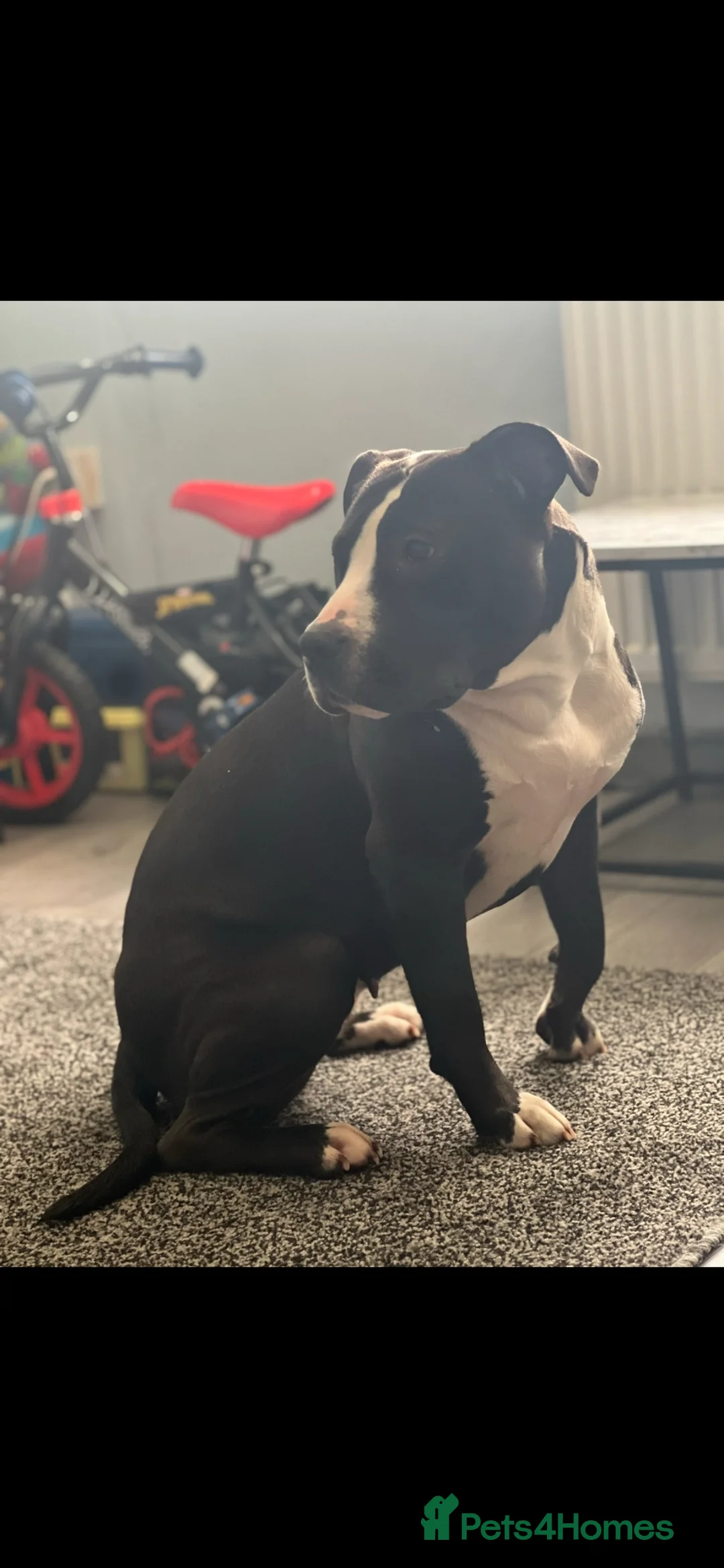 American Bulldog dogs for sale: 2 female dogs rehome in Hinckley - Advert 2