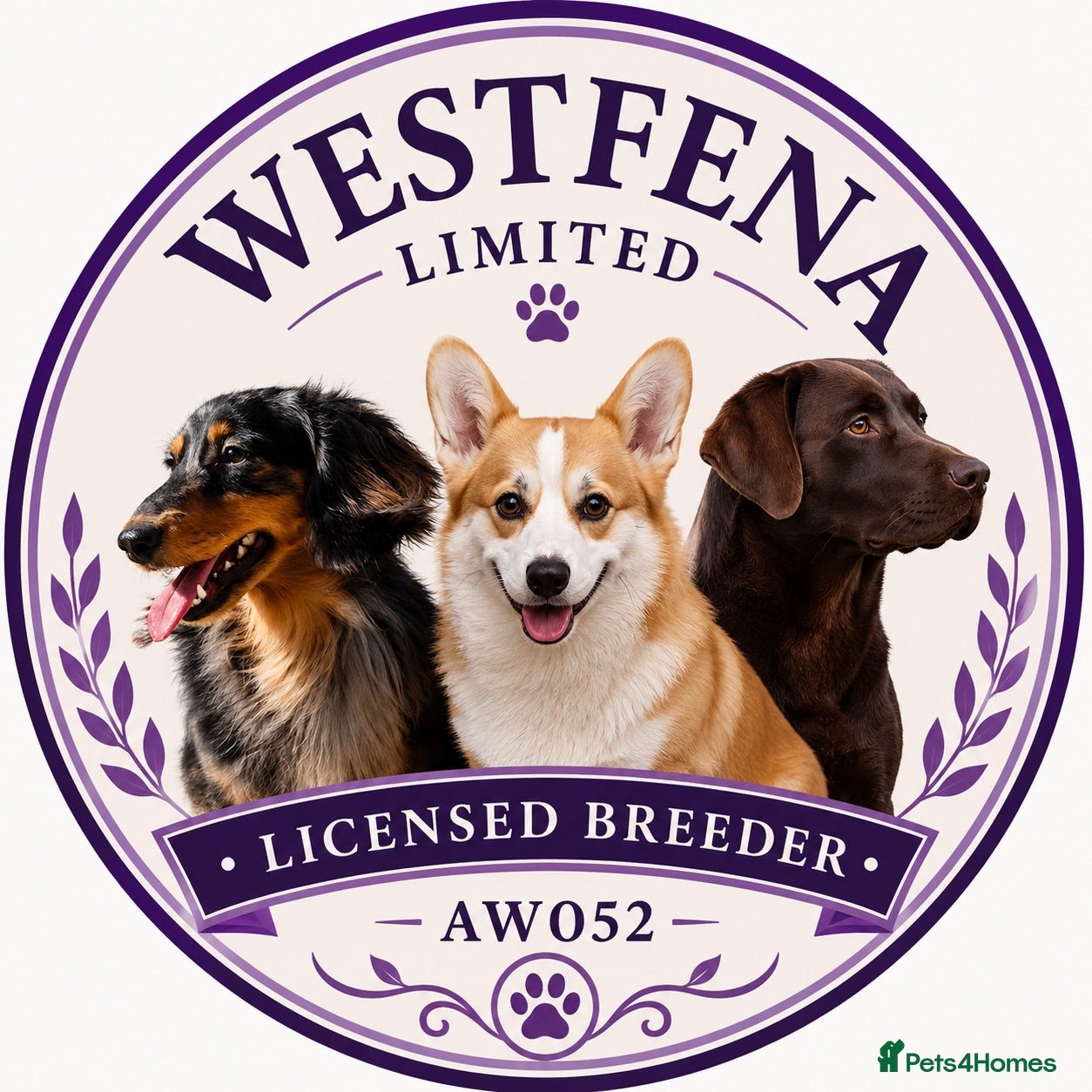 Labrador Retriever dogs Waiting list Chocolate Labradors - Advert 2
