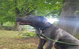 Cane Corso dogs for sale: 9 month old Cane corso  - Image 1