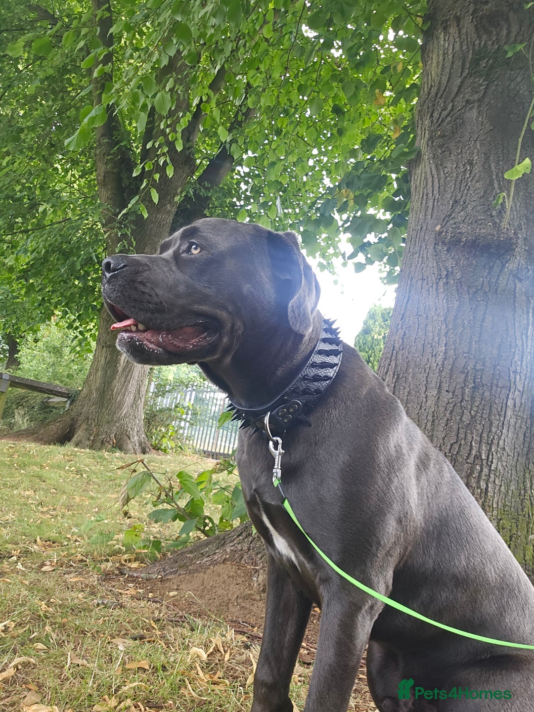 Cane Corso dogs for sale: 9 month old Cane corso  - Image 1