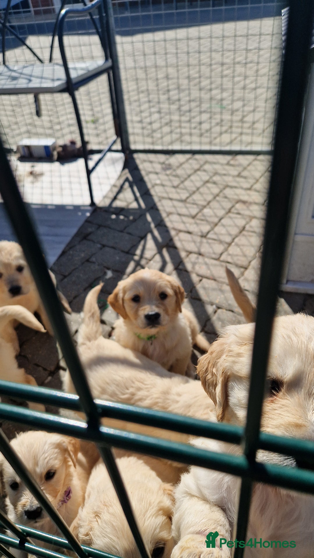 Golden Retriever dogs for sale: Golden retriever pups - Image 7