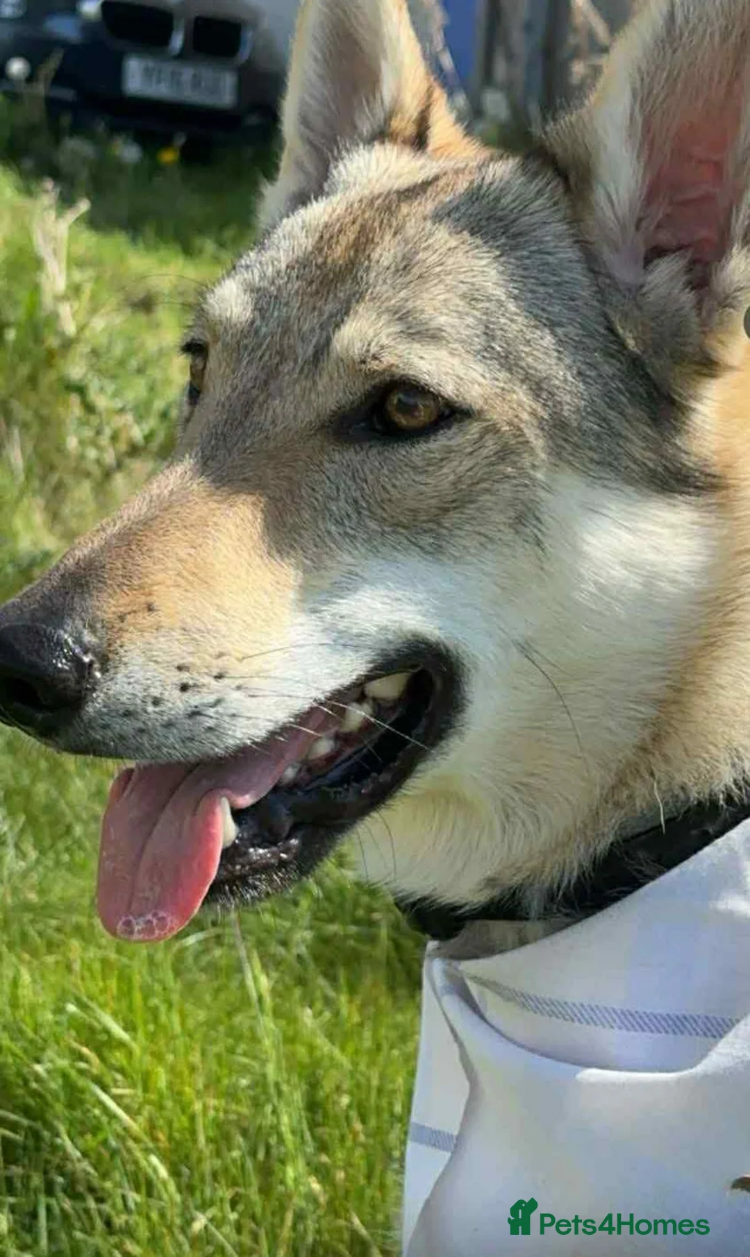 Saarloos Wolfdog dogs for sale: Sell  Czechoslovakian wolfdog male  - Advert 2