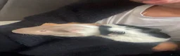 Guinea Pig rodents for sale: Reggie&Oreo - Advert 2