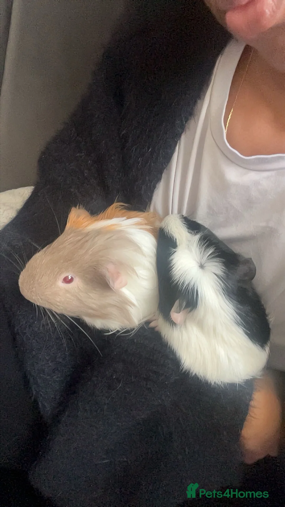 Guinea Pig rodents for sale: Reggie&Oreo - Advert 2