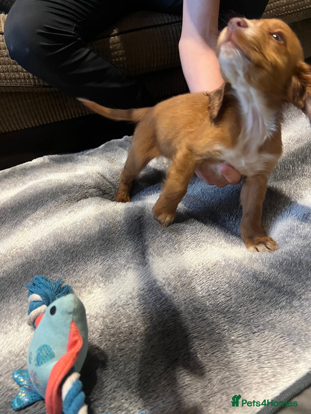 Cocker Spaniel dogs for sale: Beautiful cocker spaniels pups in Bishop Auckland - Image 6