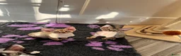 Devon Rex cats for sale: 2026 Devon Rex litters  - Advert 1