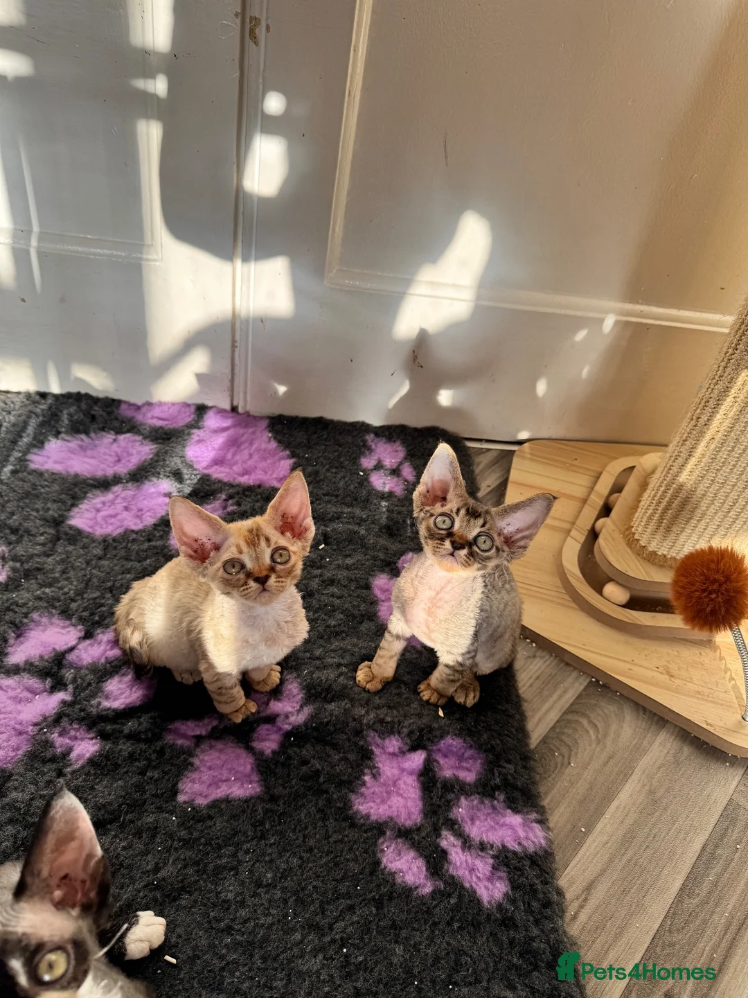 Devon Rex cats for sale: 2026 Devon Rex litters  - Advert 1
