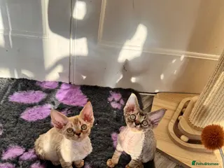 Devon Rex cats 2026 Devon Rex litters - Advert 1