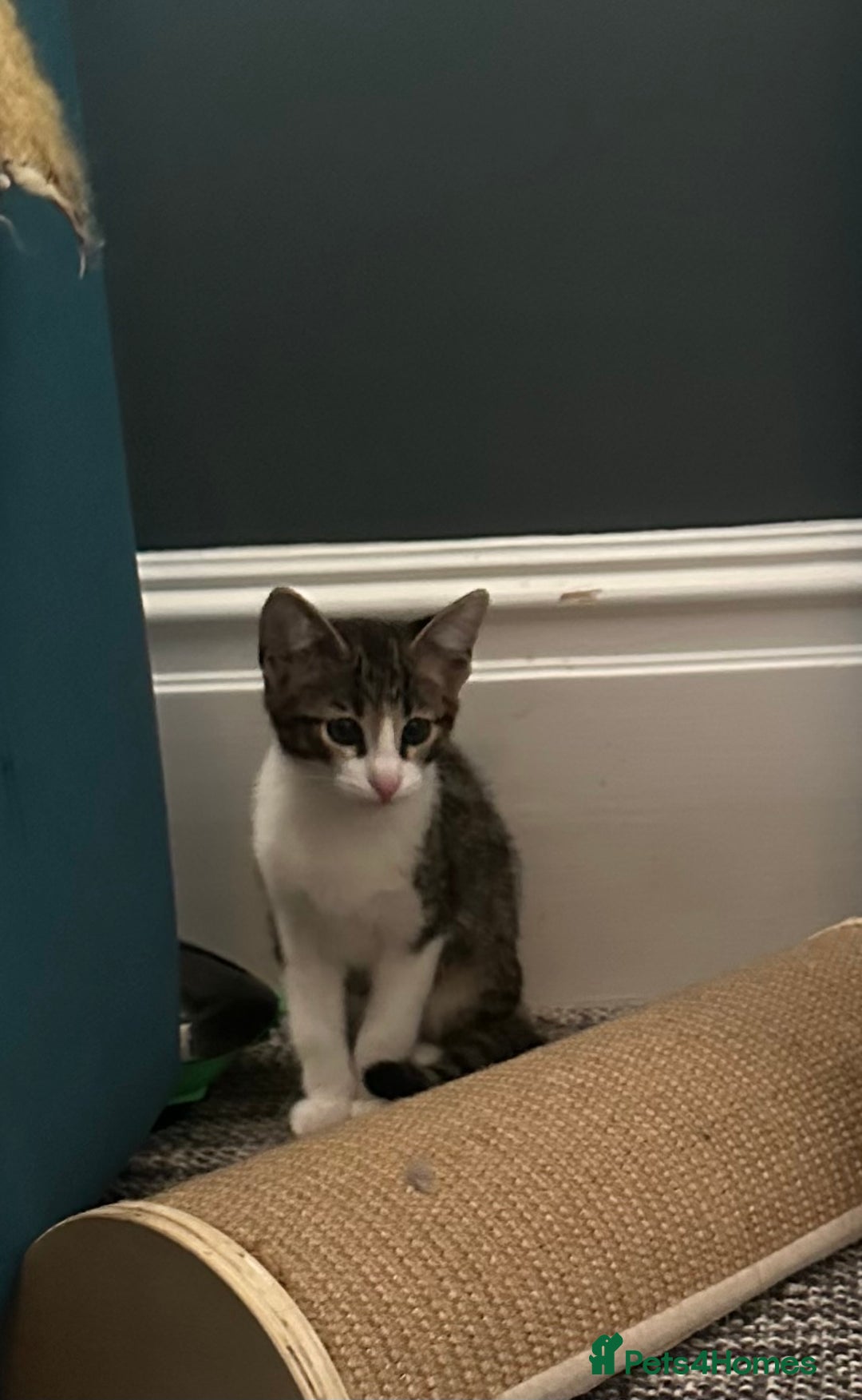 Savannah cats for sale: Savannah  - Image 12