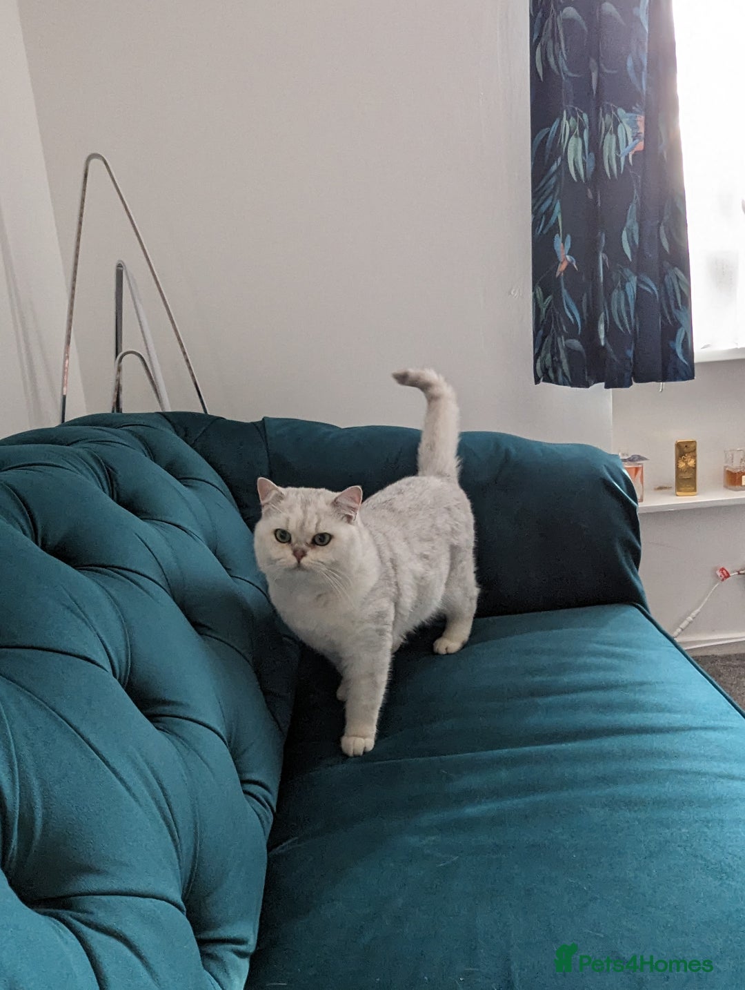 British Shorthair cats for stud:  For Stud, BSH White NS11 GCCF & TICA registred. in Telford - Advert 2