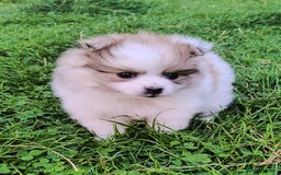 Pomeranian dogs for sale: 🌟Sweet Pomeranian Puppy Ready for a Loving Home🌟 - Image 6
