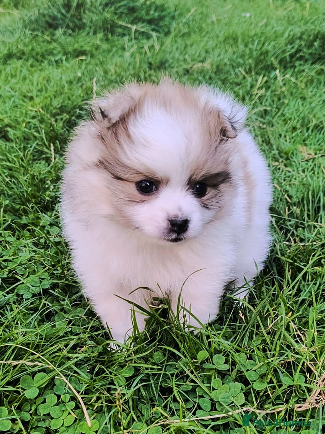 Pomeranian dogs for sale: 🌟Sweet Pomeranian Puppy Ready for a Loving Home🌟 - Image 6