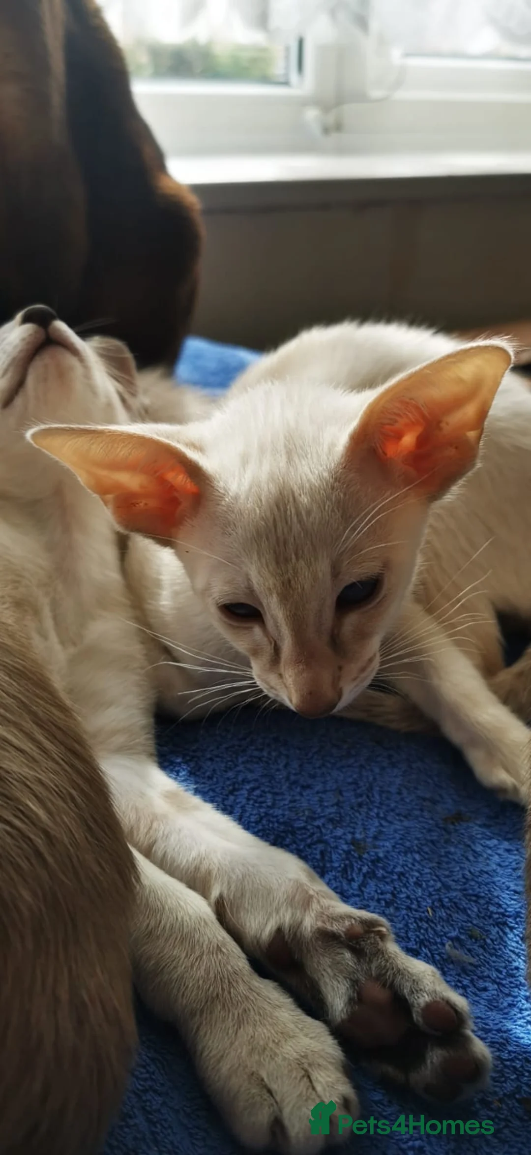 Siamese cats for sale: Siamese Kittens for sale - Advert 2