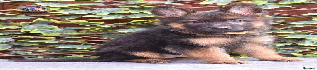 German Shepherd Puppy 3