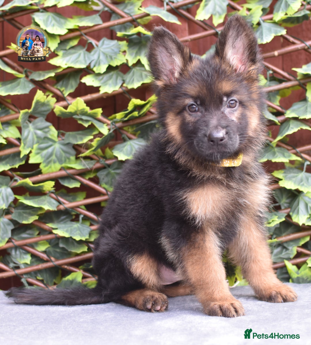 German Shepherd dogs for sale: 💥REDUCED PRICE💥 3 GIRLS German shepherd puppies  - Image 16