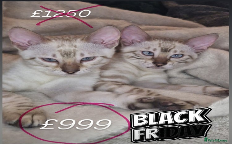 Bengal cats PEDIGREE Rare Silver Glittered Bengal kittens  - Advert 1