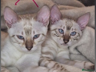 Bengal cats PEDIGREE Rare Silver Glittered Bengal kittens - Advert 10