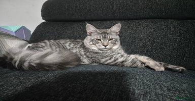 Maine Coon cats in London - Advert 9