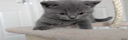 British Shorthair cats for sale: ❤️❤️Stunning GCCF Beautiful BSH kittens ❤️❤️  - Advert 13