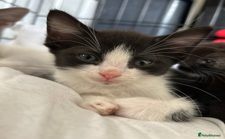 Domestic Shorthair cats - Advert 3