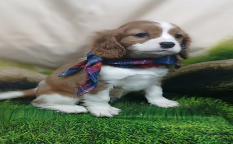 Cavalier King Charles Spaniel dogs - Advert 2