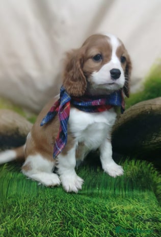 Cavalier King Charles Spaniel dogs - Advert 2