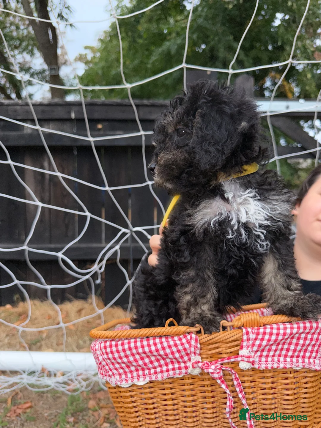 Cockapoo dogs for sale: Puppy’s  - Advert 13