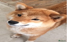 Japanese Shiba Inu dogs for sale: Retiring from Breeding - Loving Home Wanted - Image 3