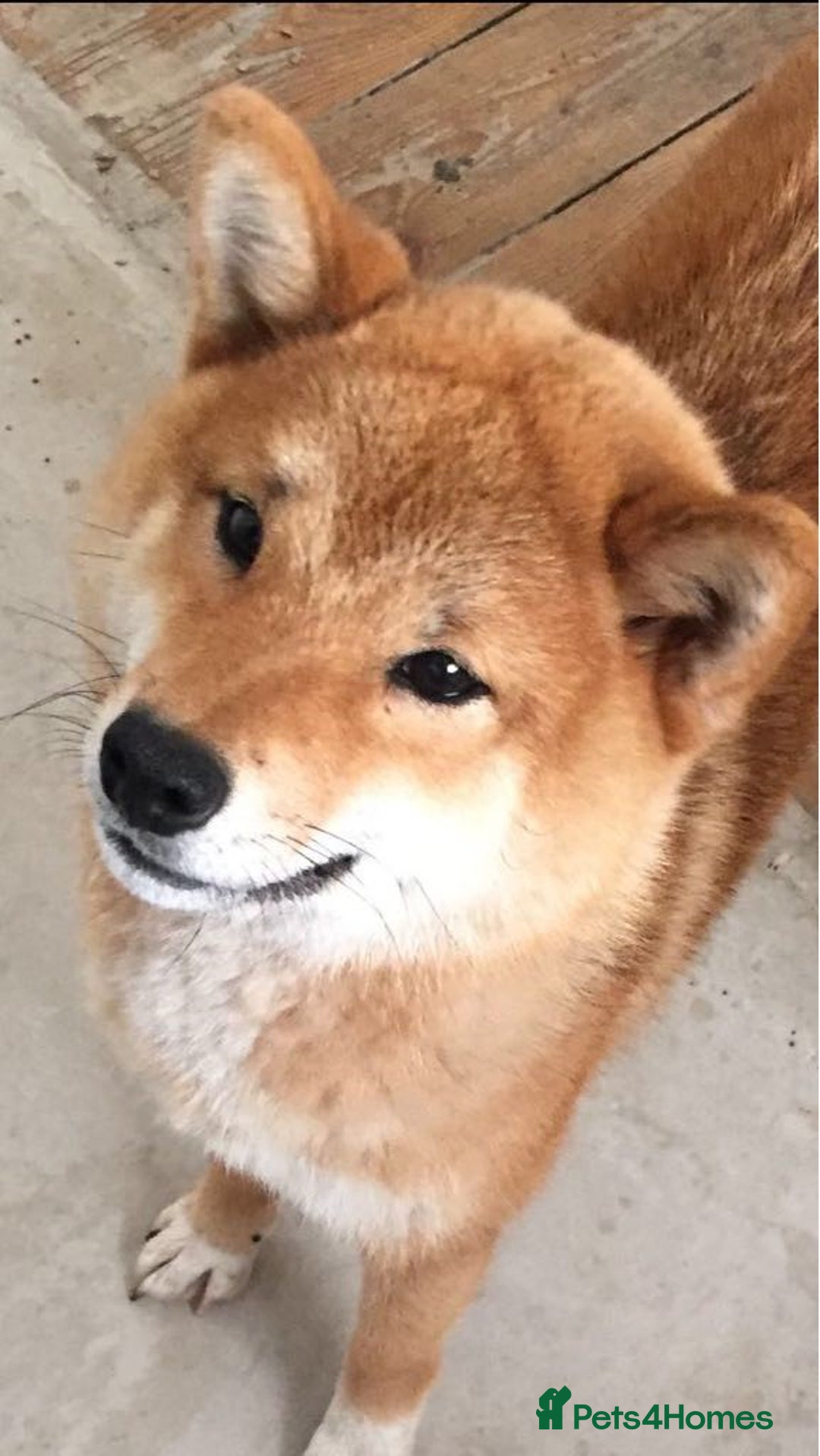 Japanese Shiba Inu dogs for sale: Retiring from Breeding - Loving Home Wanted - Image 3