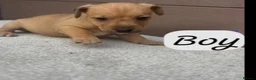 Jack Russell dogs for sale: Jack Russel puppies  - Advert 3