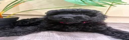 Cavapoo dogs for sale: READY NOW Beautiful f1b black Cavapoos DNA Clear  - Advert 33