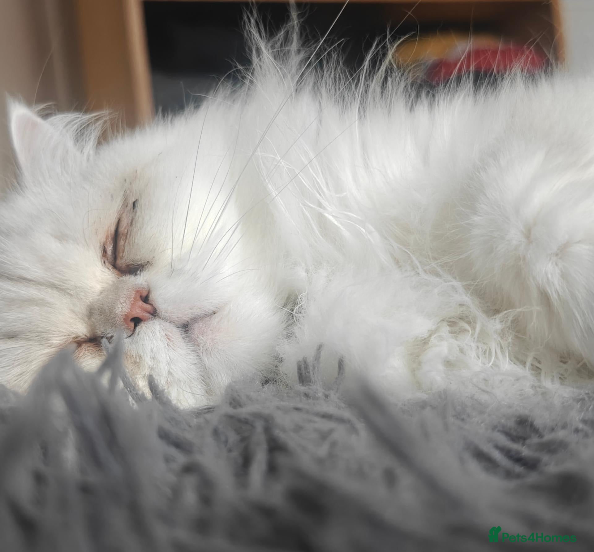Persian cats Bella looking for new home - Advert 5