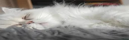 Persian cats for sale: Bella looking for new home in Glasgow - Advert 1