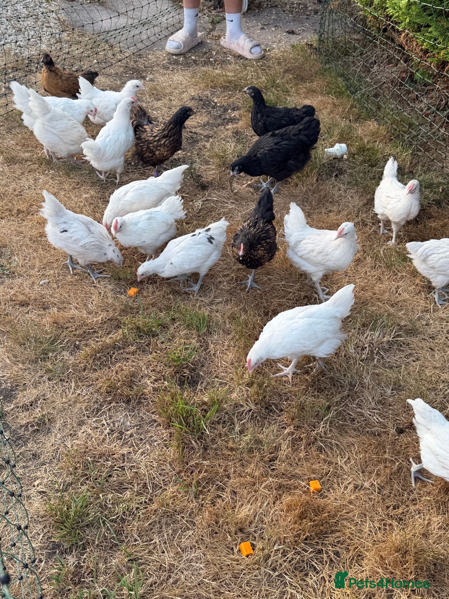 Chickens poultry Mixed breed Chickens 8 week - Advert 1