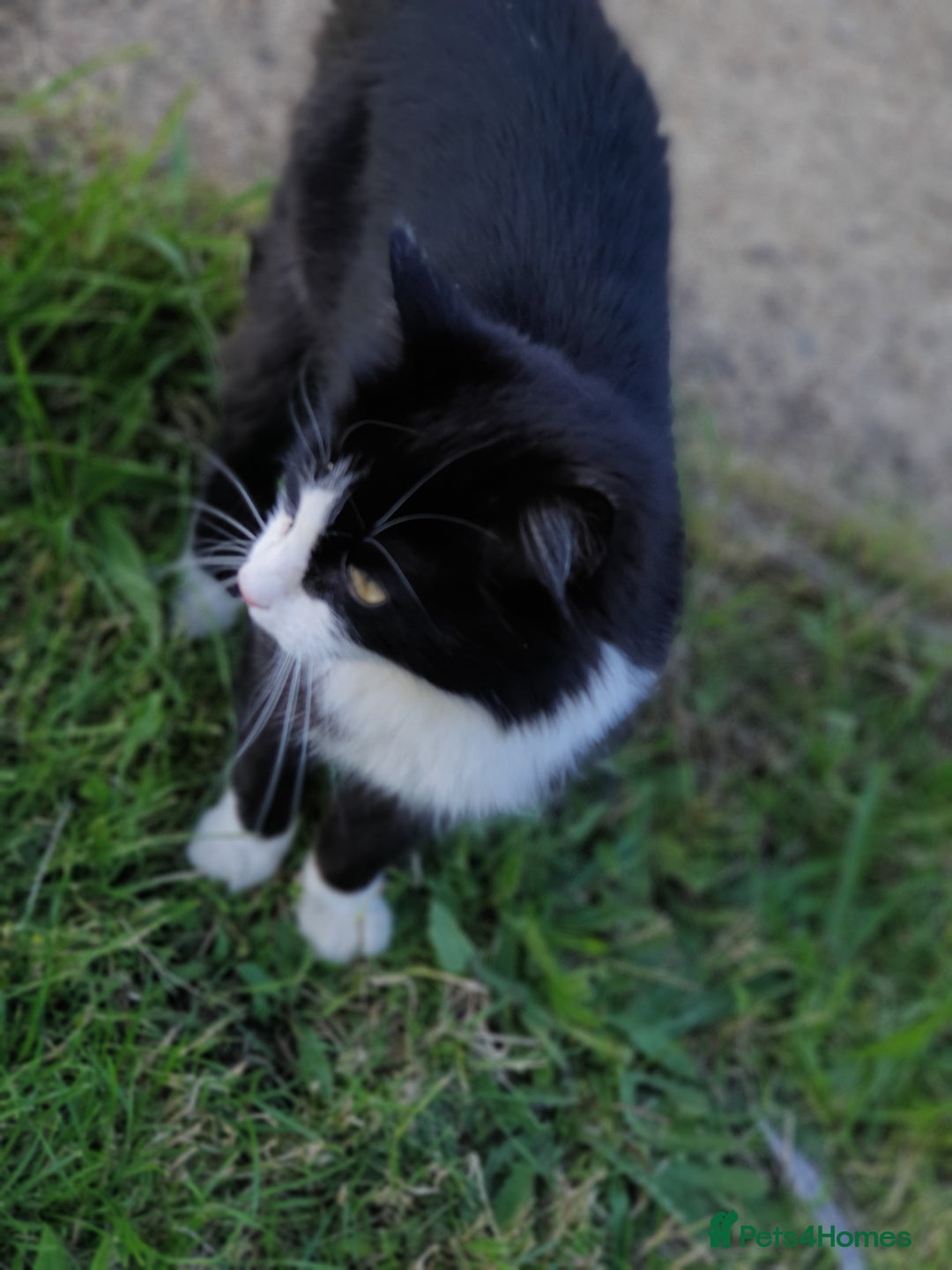British Shorthair cats for sale: Medium haired black and white 6 year old male cat  - Image 3