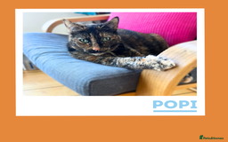 Mixed Breed cats for adoption: Snuggle Twins! - Image 4