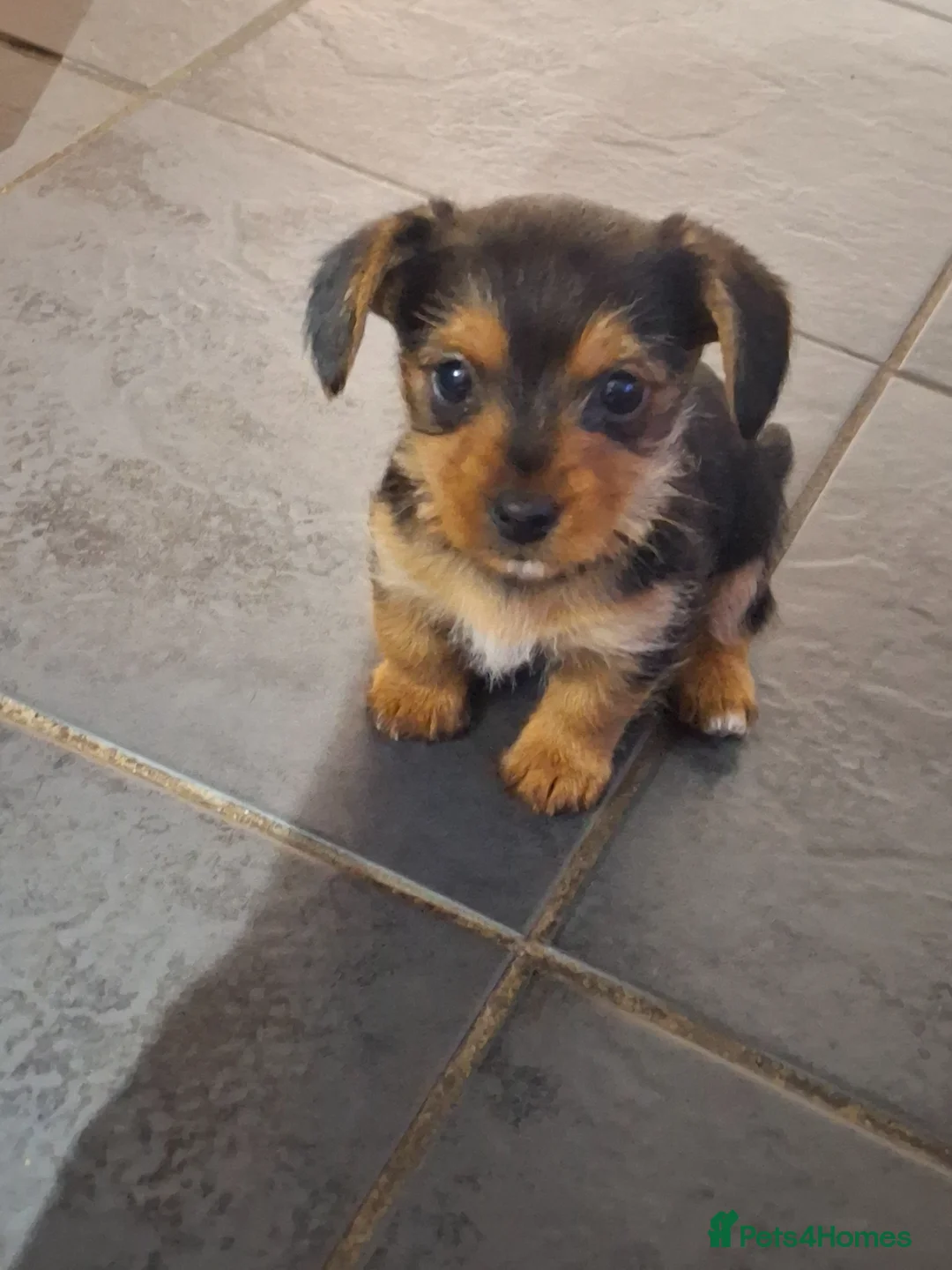 Mixed Breed dogs for sale: Dorkies  - Advert 1
