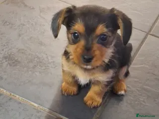 Mixed Breed dogs Dorkies - Advert 16