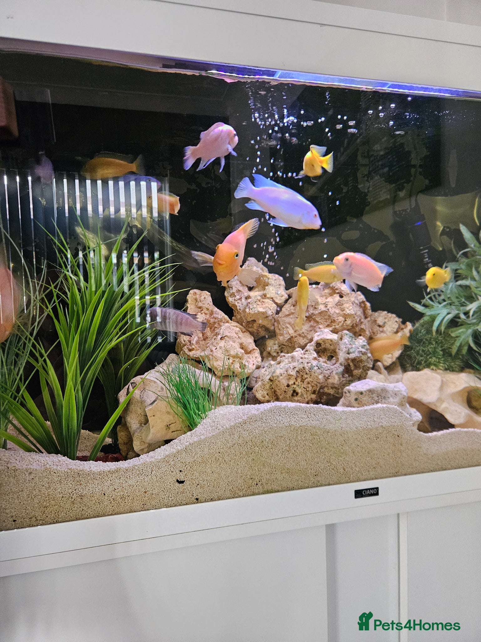 Cichlids fish BLUE ZEBRA CICHLIDS  - Advert 24