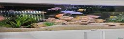 Cichlids fish for sale: BLUE ZEBRA CICHLIDS  - Advert 1