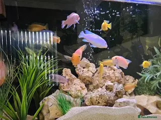 Cichlids fish BLUE ZEBRA CICHLIDS - Advert 24