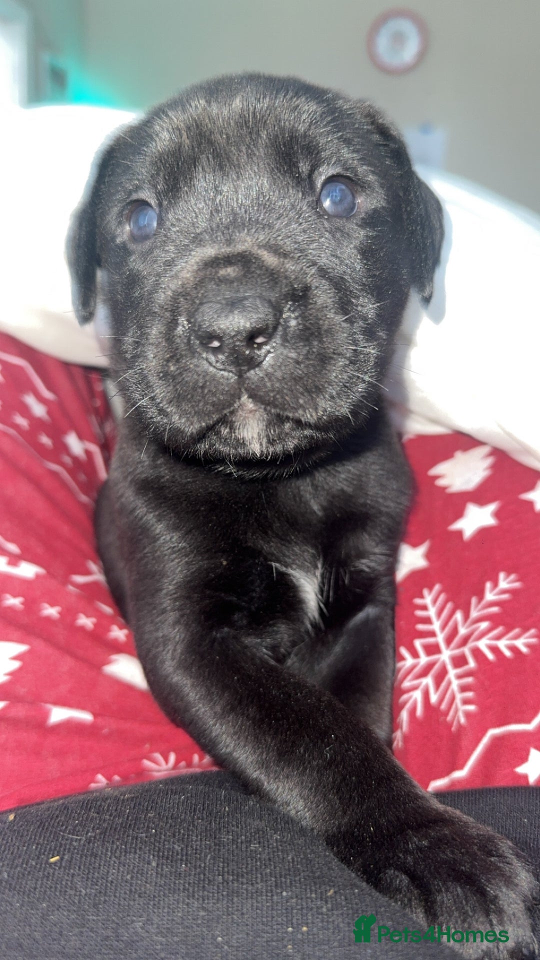 Mixed Breed dogs for sale: Gorgeous hardy pups - Advert 11