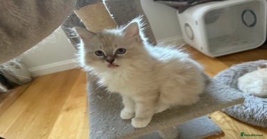 Ragdoll cats - Advert 3