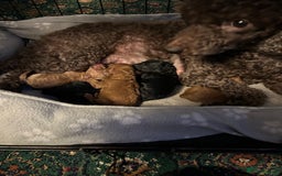 Mixed Breed dogs for sale: Mini/toy poodle puppies  - Image 4