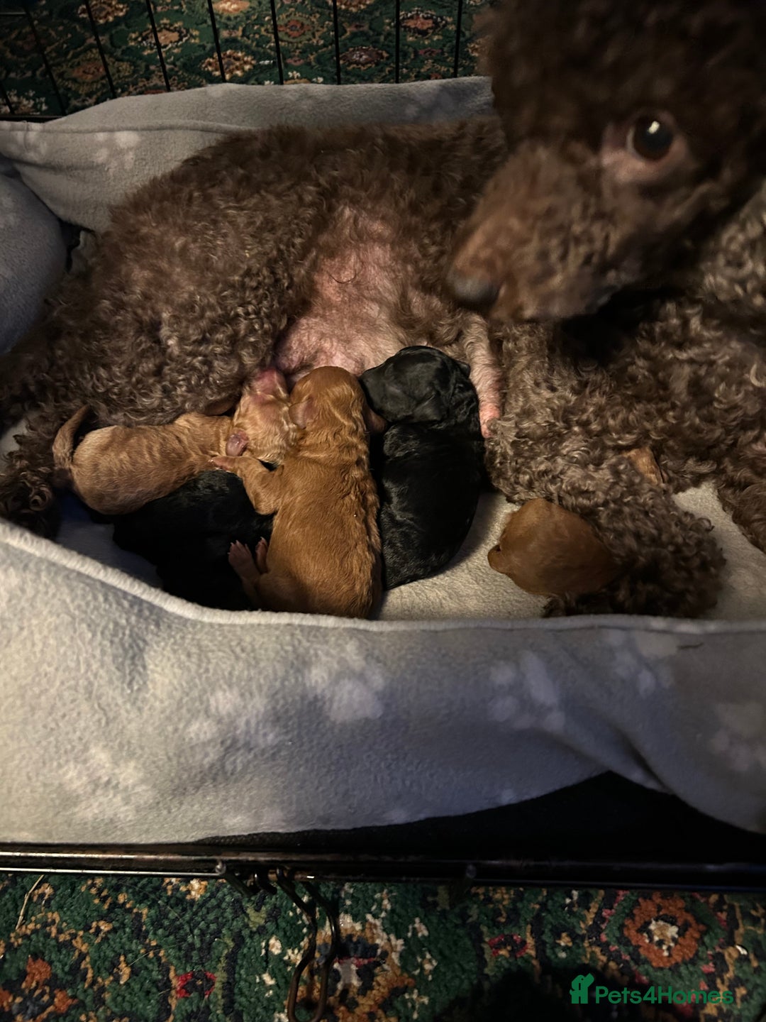 Mixed Breed dogs for sale: Mini/toy poodle puppies  - Image 4