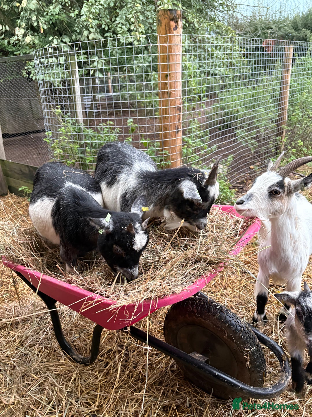 Goats livestock for sale: 2 Pygmy goats looking for new pastures. - Image 3