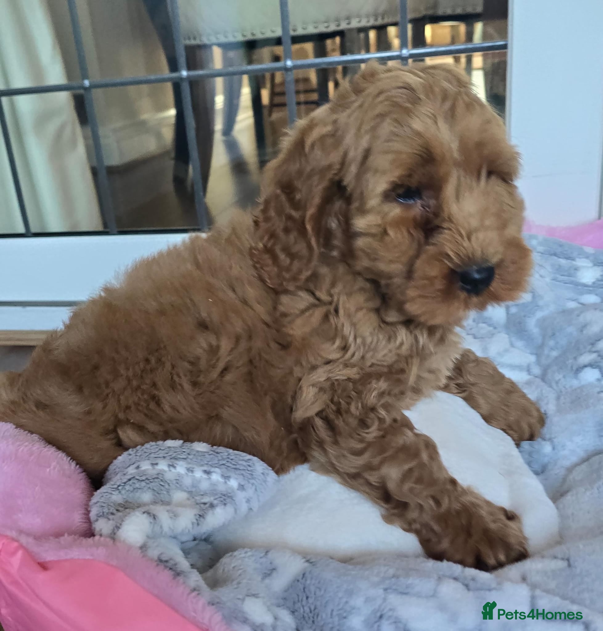 Cockapoo dogs Cockapoo puppies one golden boy left  - Advert 1