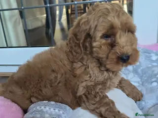 Cockapoo dogs Cockapoo puppies one golden boy left - Advert 1